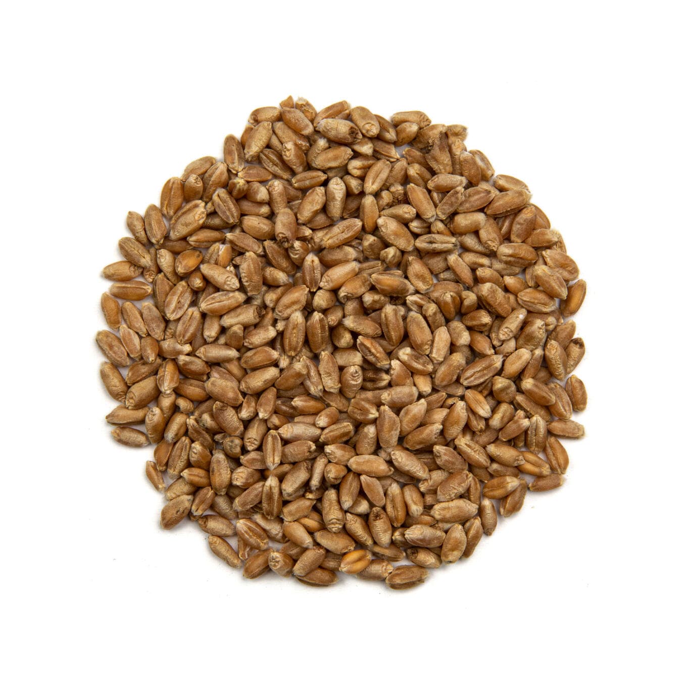 Wheat